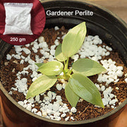 Paradise Perlite For Hydroponics Amp Horticulture Terrace Gardening Soil Conditioner (250 Gm) thumbnail 1