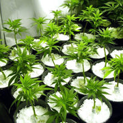 Paradise Perlite For Hydroponics Amp Horticulture Terrace Gardening Soil Conditioner (250 Gm) thumbnail 3